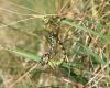 Aeshna cyanea